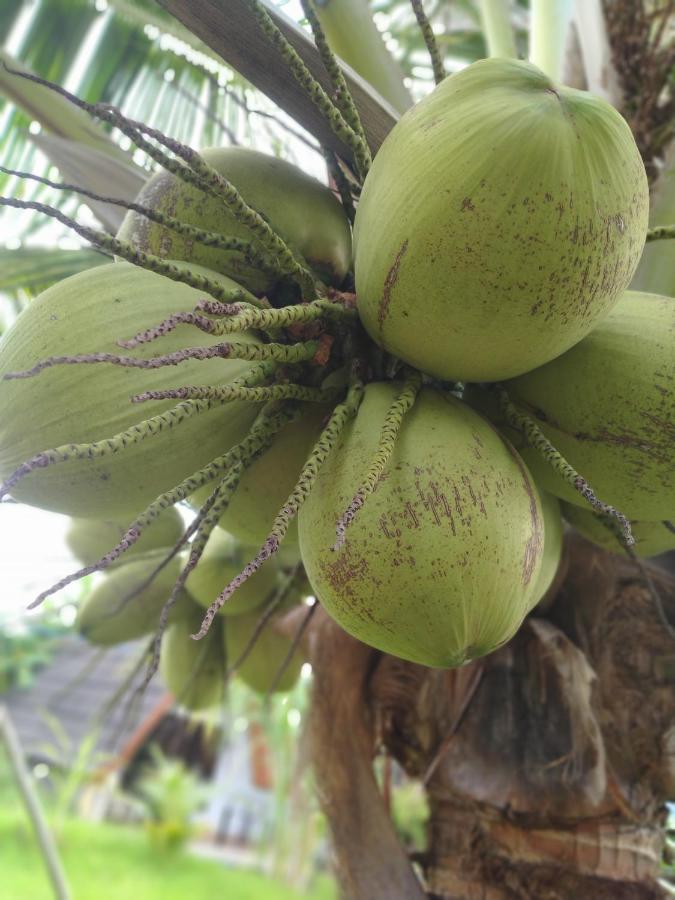 Coconut Gili Meno Hotel Exterior foto